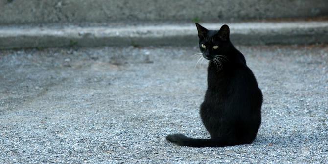 Mitos seputar Meong Hitam