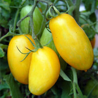 Jual Benih Tomat Impor Murah Meriah Serba Lima Ribu :D