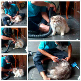 salon hewan rumah ke rumah grooming