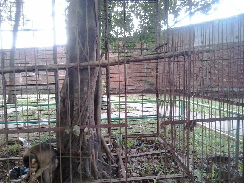 Miris Bangget...Monyet Ini Rantai Perutnya Di Taman Krida Wisata Kudus