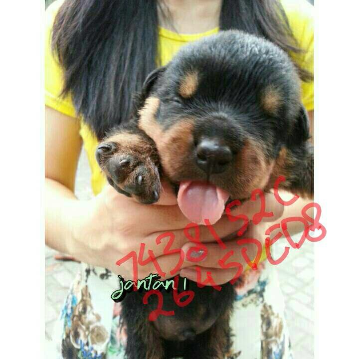 Rottweiler Puppies Non STB