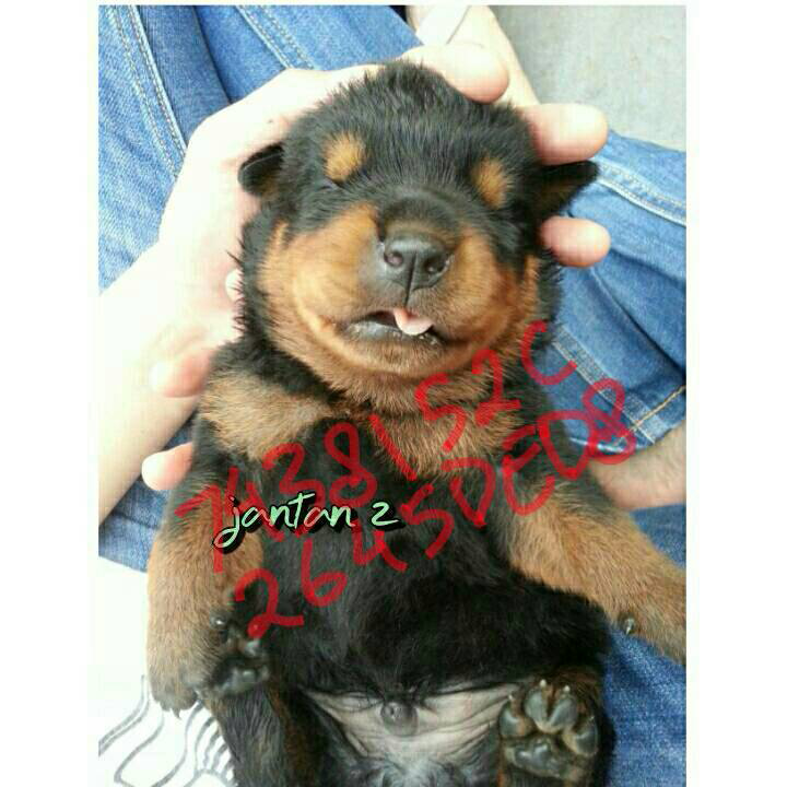 Rottweiler Puppies Non STB