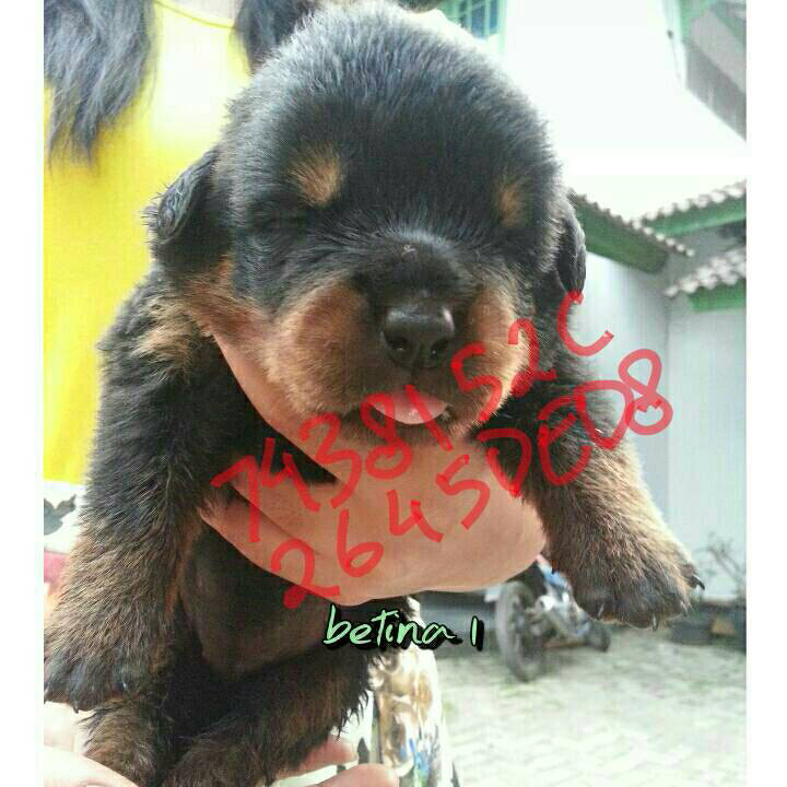 Rottweiler Puppies Non STB