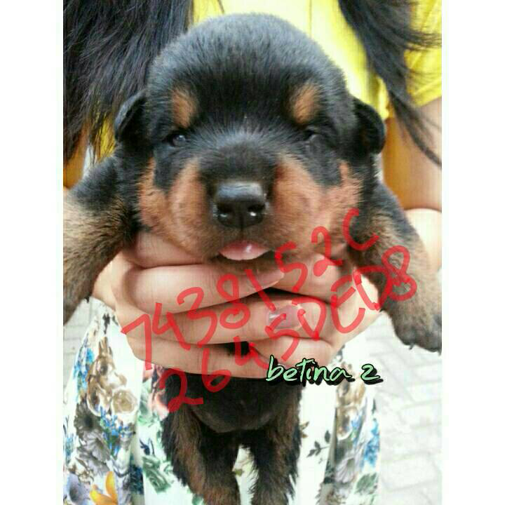 Rottweiler Puppies Non STB