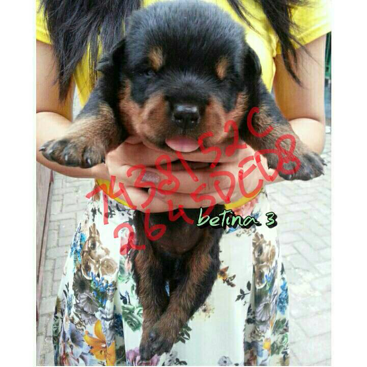 Rottweiler Puppies Non STB