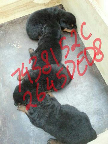 Rottweiler Puppies Non STB