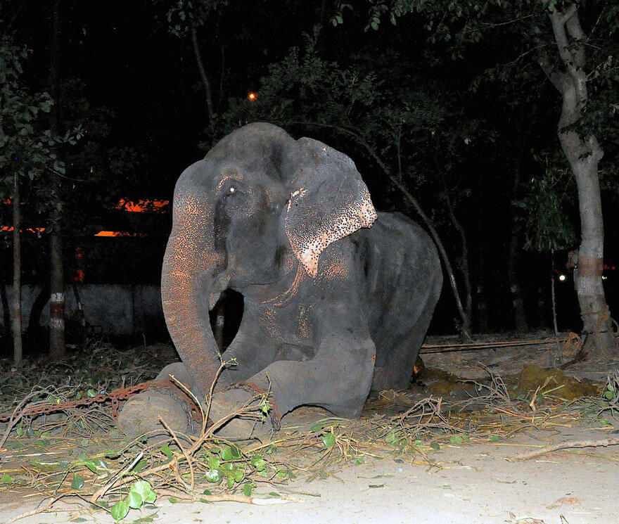 Kisah penderitaan gajah Raju yang disiksa