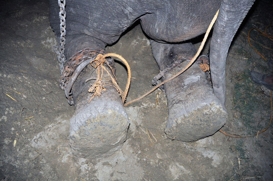 Kisah penderitaan gajah Raju yang disiksa