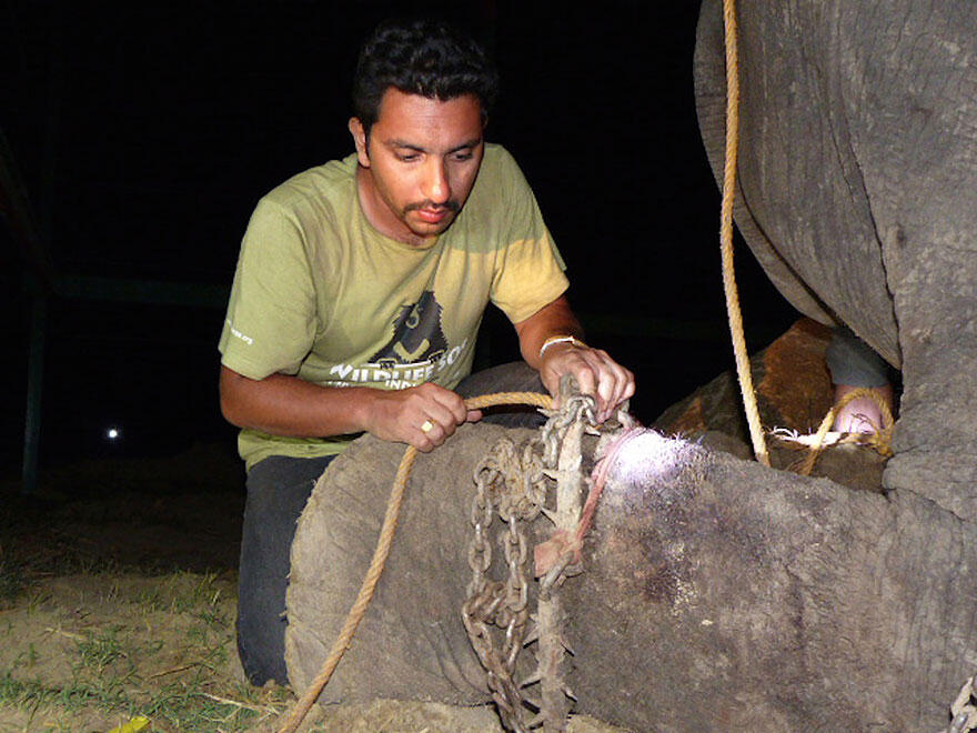Kisah penderitaan gajah Raju yang disiksa