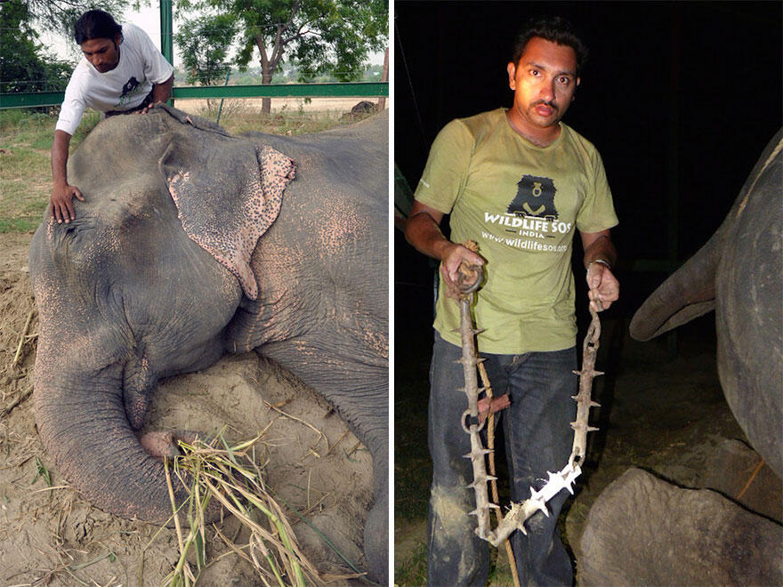 Kisah penderitaan gajah Raju yang disiksa