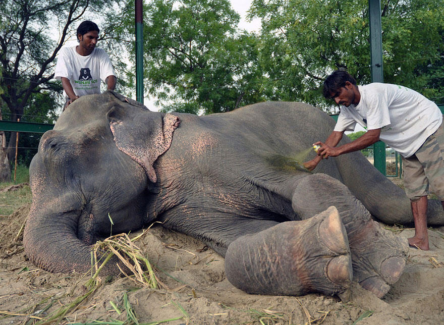 Kisah penderitaan gajah Raju yang disiksa