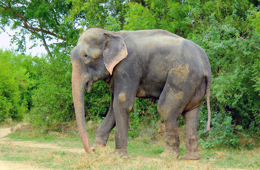 Kisah penderitaan gajah Raju yang disiksa