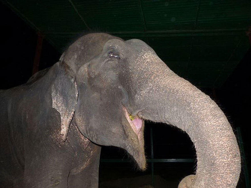 Kisah penderitaan gajah Raju yang disiksa