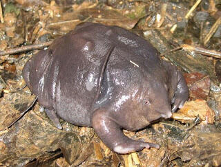 7 Katak Paling Aneh di Dunia