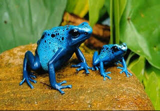 7 Katak Paling Aneh di Dunia