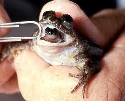 7 Katak Paling Aneh di Dunia