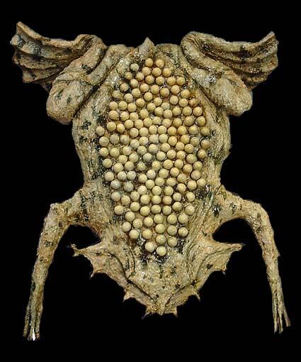 7 Katak Paling Aneh di Dunia 