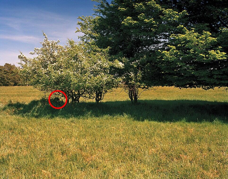 &#91;Tebak Photo&#93; Can you spot the sniper?