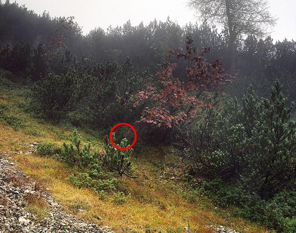 &#91;Tebak Photo&#93; Can you spot the sniper?