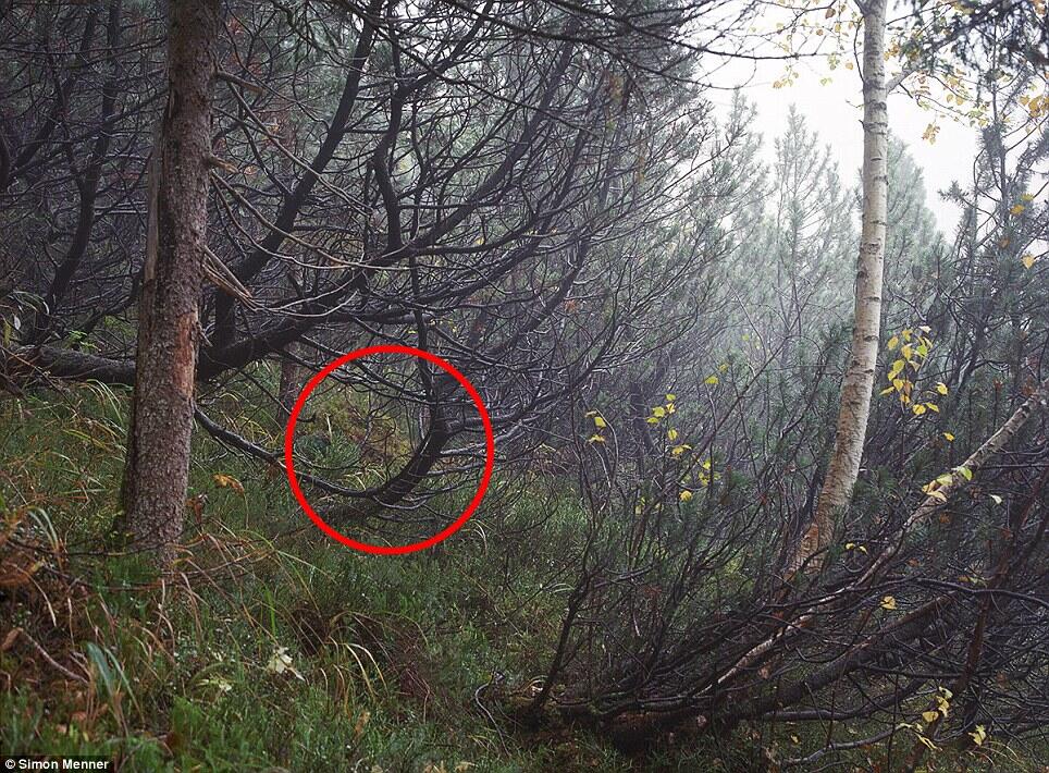 &#91;Tebak Photo&#93; Can you spot the sniper?