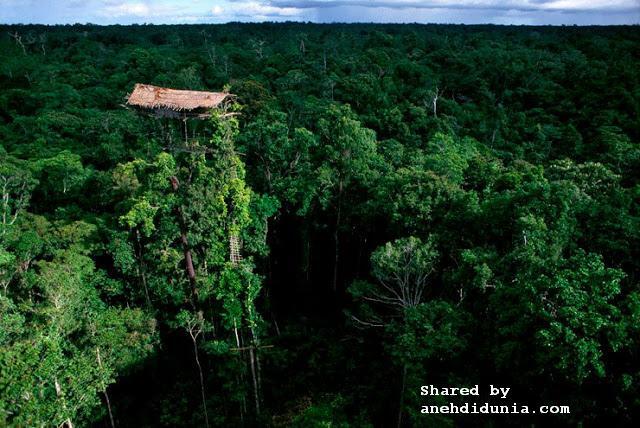 Mengenal Lebih dekat Suku Rimba Indonesia