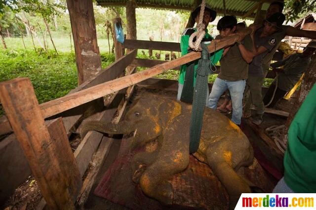 Kondisi miris Agam, anak gajah Sumatera di Aceh alami patah kaki 