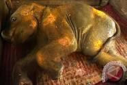 Kondisi miris Agam, anak gajah Sumatera di Aceh alami patah kaki 