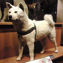 HACHIKO SYMBOL KESETIAAN DUNIA