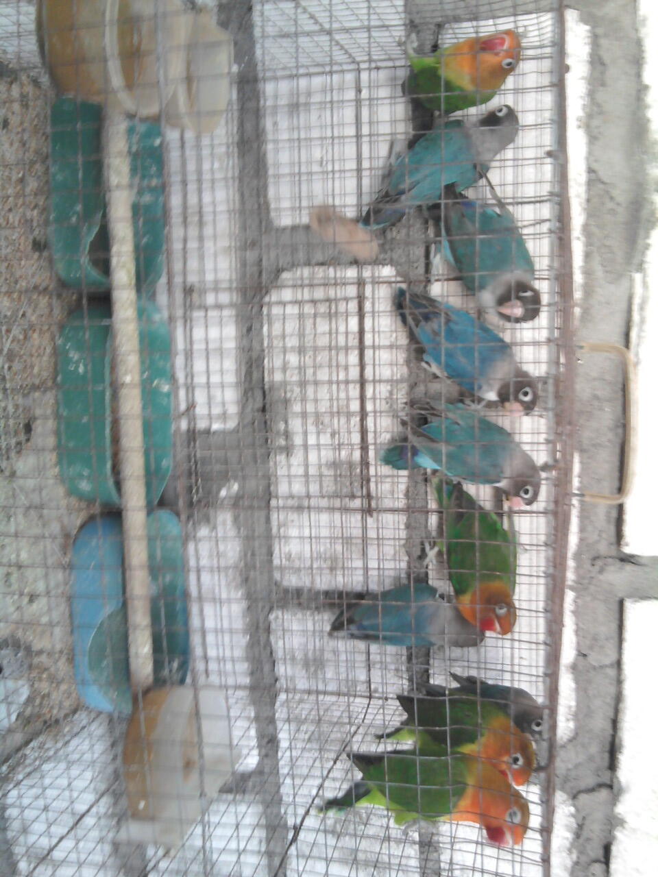 WTS LOVE BIRD