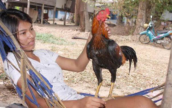 Brasil Adukan RI ke WTO Soal Impor Daging
