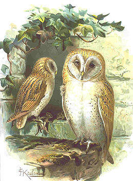 OWL GENUS TYTO