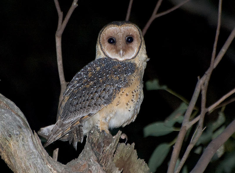 OWL GENUS TYTO