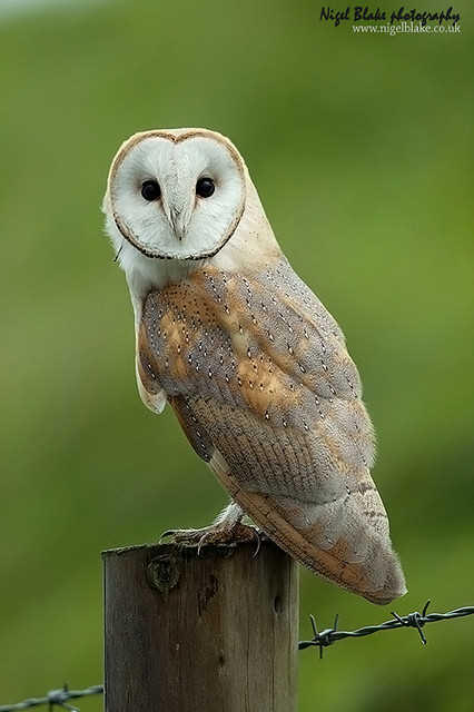 OWL GENUS TYTO