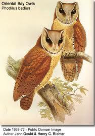 OWL GENUS TYTO