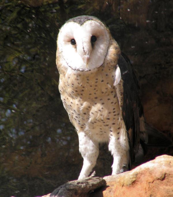 OWL GENUS TYTO