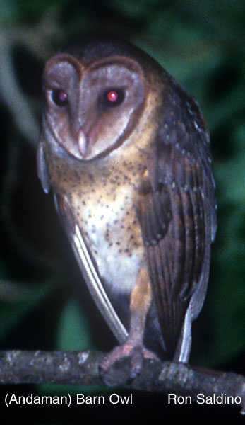 OWL GENUS TYTO