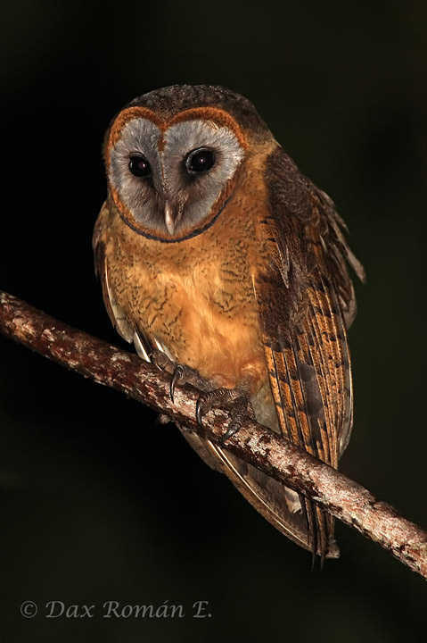 OWL GENUS TYTO