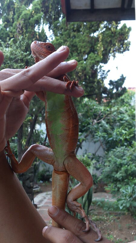 iguana red