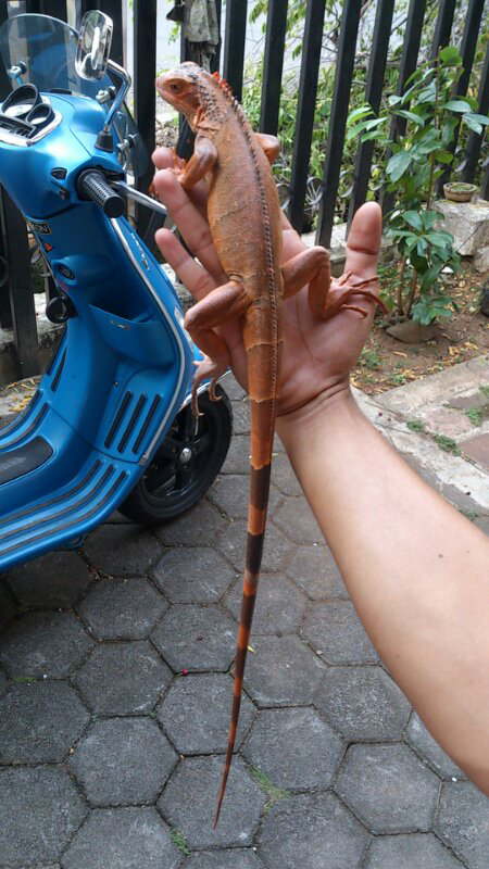 iguana red
