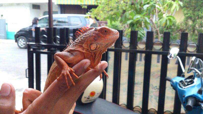 iguana red