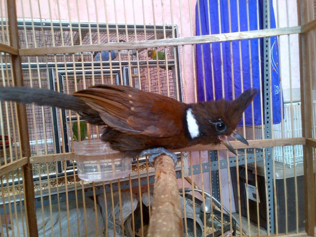 Cililin Trolotan