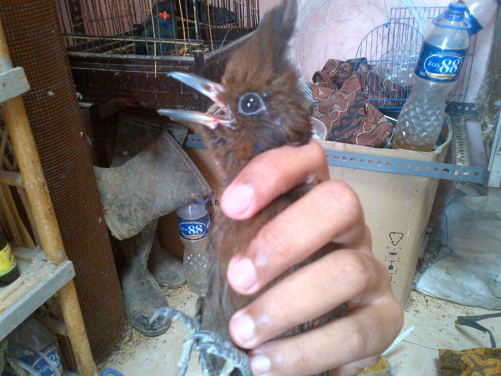 Cililin Trolotan