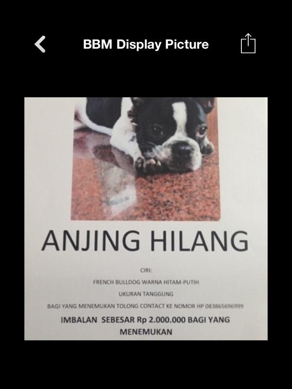 ANJING HILANG!! Need Help!!!