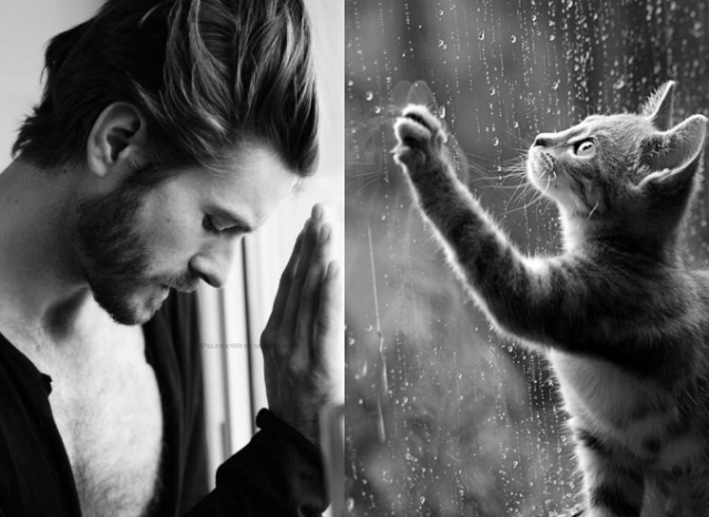 Gini Jadinya Kalo Para Kucing Imut Berpose mirip Model Pria