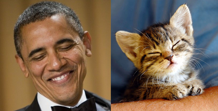 Gini Jadinya Kalo Para Kucing Imut Berpose mirip Model Pria