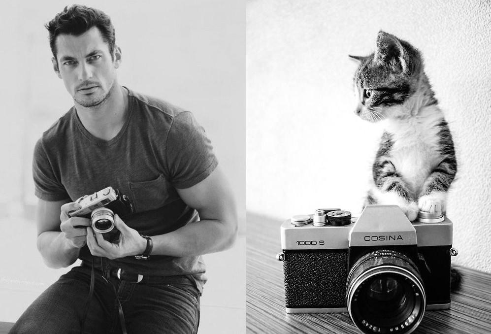 Gini Jadinya Kalo Para Kucing Imut Berpose mirip Model Pria