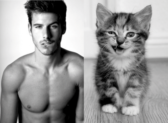 Gini Jadinya Kalo Para Kucing Imut Berpose mirip Model Pria