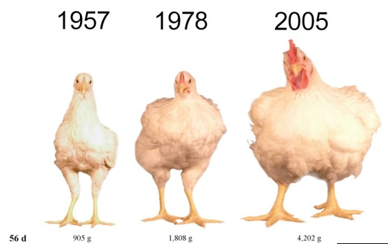 Ayam Broiler Semakin Besar, dan Ini Merupakan Alasannya !