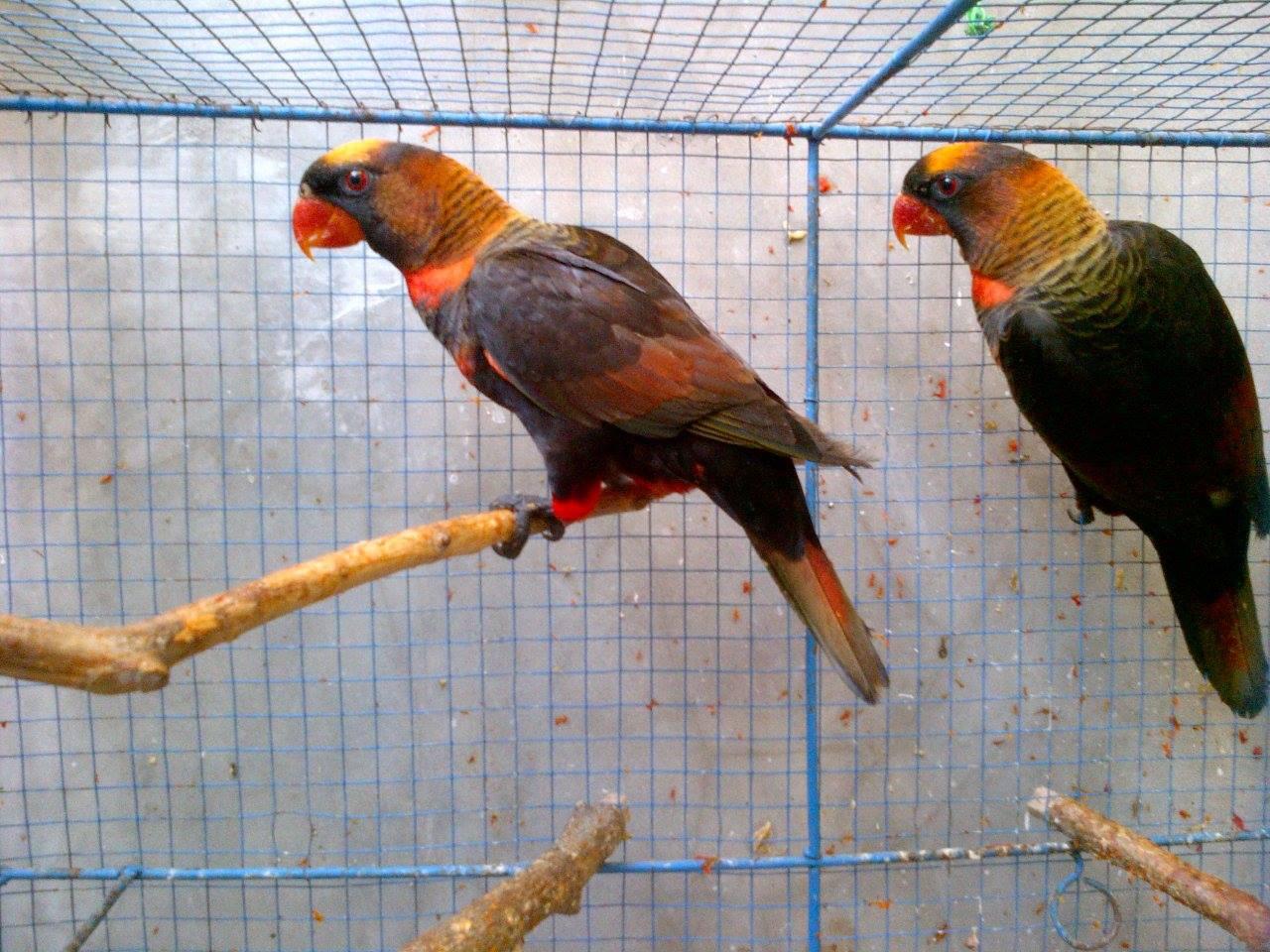  Gambar Download 5 Suara Masteran Burung Nuri Gacor Mp3 