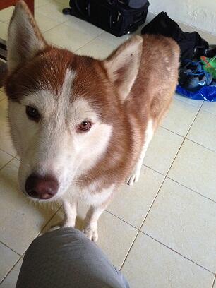 KEHILANGAN ANJING PLEASE HELP